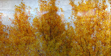 Lade das Bild in den Galerie-Viewer, Pappeln
