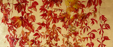 Lade das Bild in den Galerie-Viewer, wilder Wein

