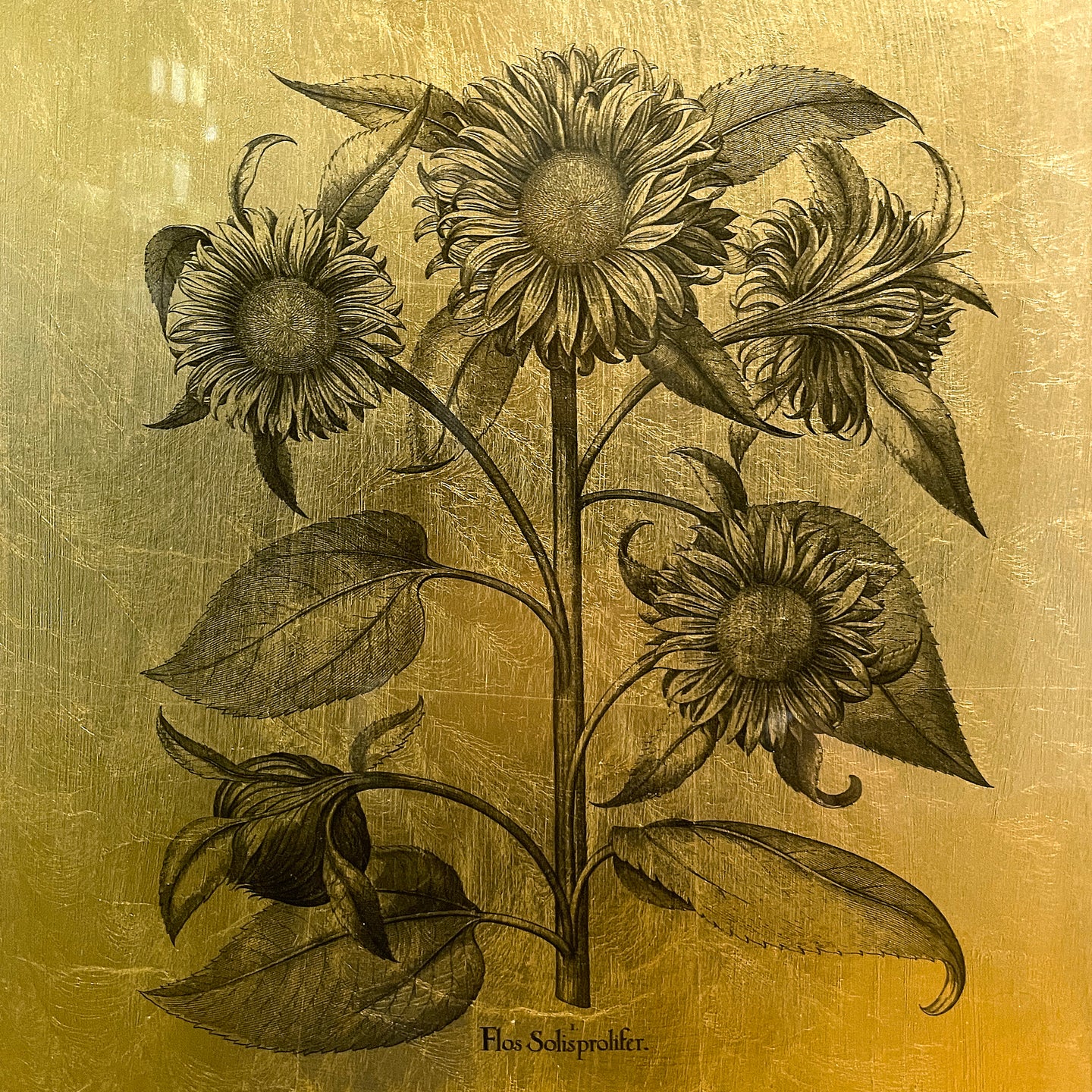 Hortus Eystettensis (01)