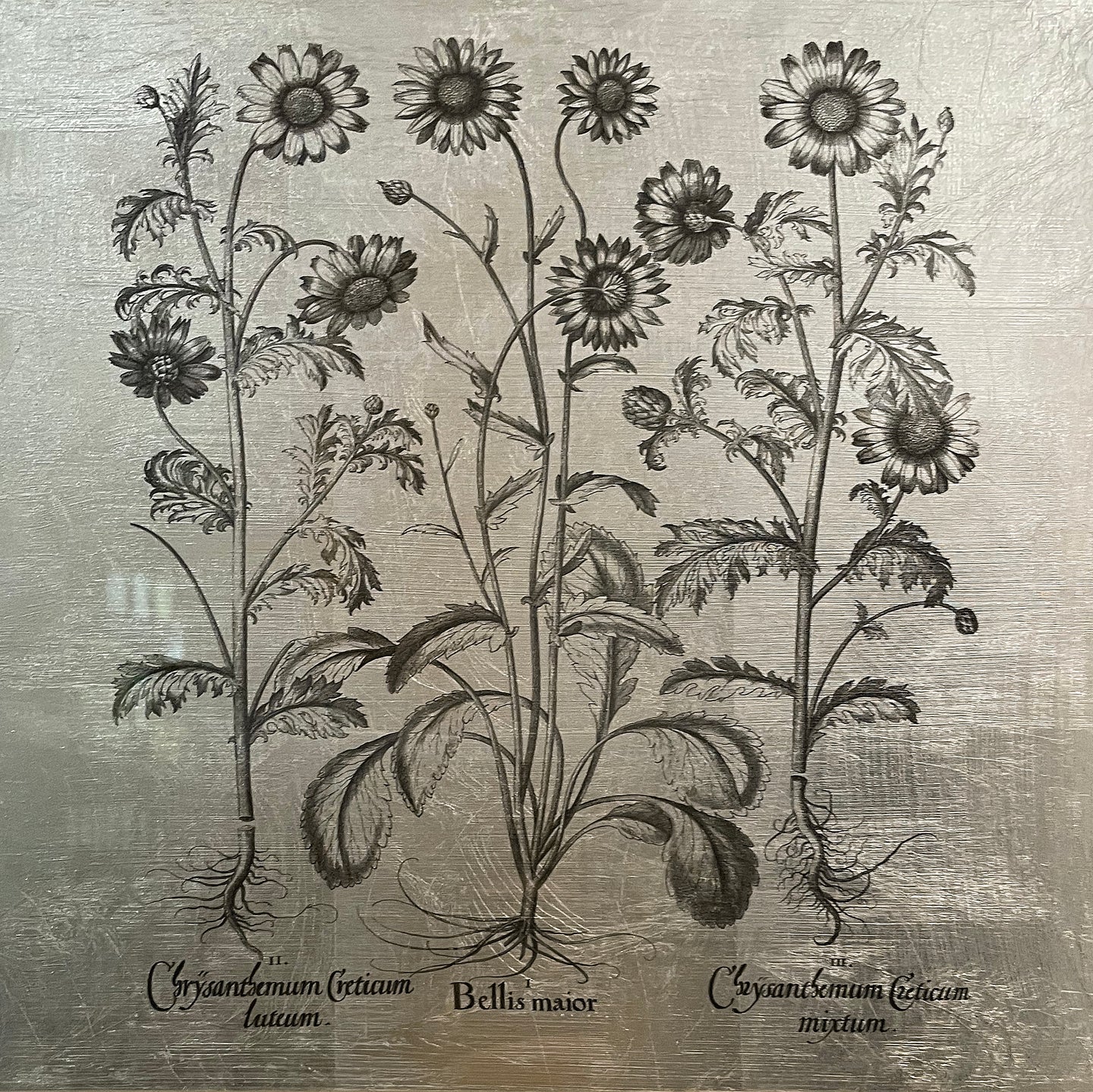 Hortus Eystettensis (02)