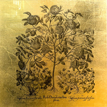 Lade das Bild in den Galerie-Viewer, Hortus Eystettensis (03)
