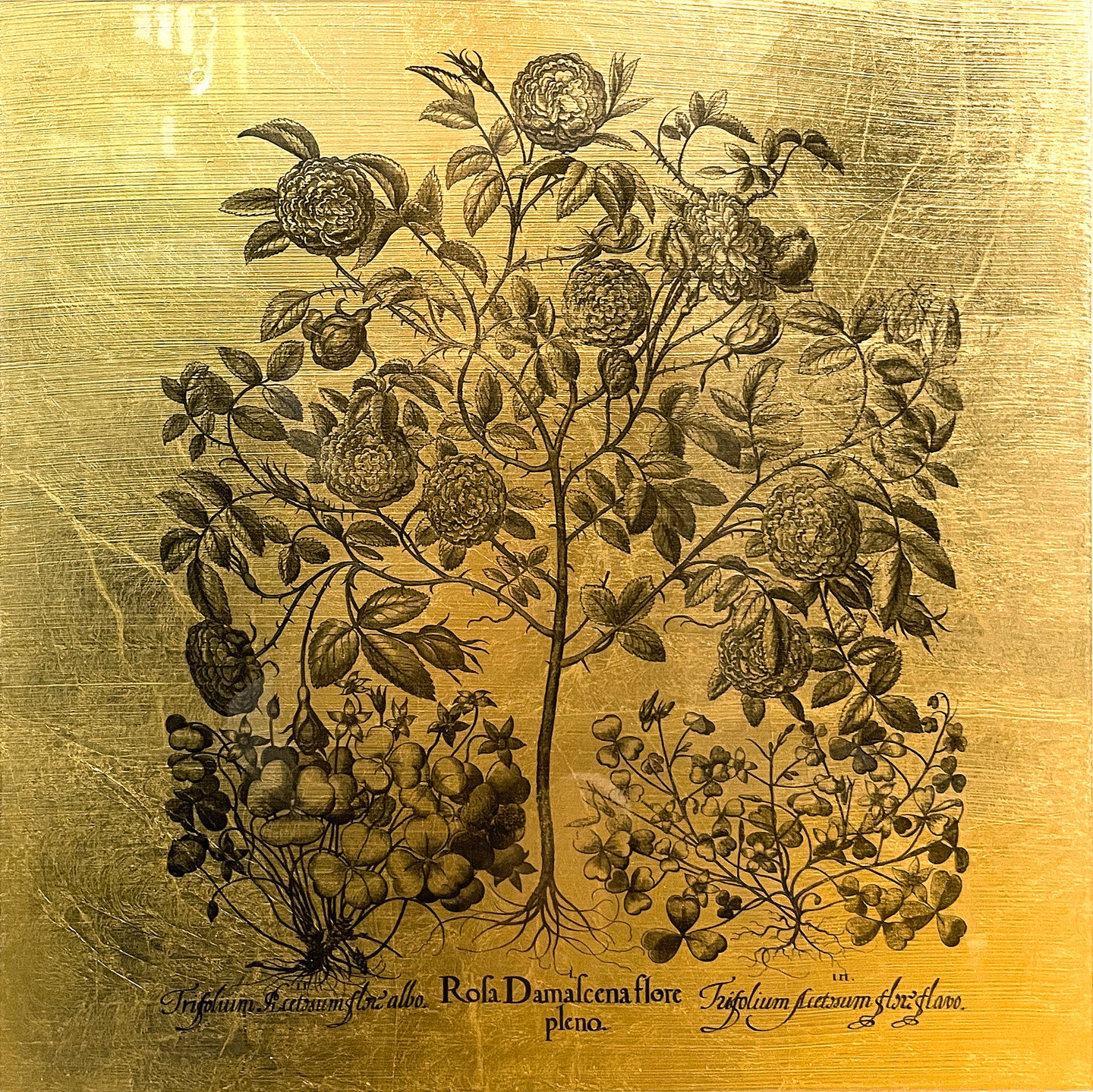 Hortus Eystettensis (03)