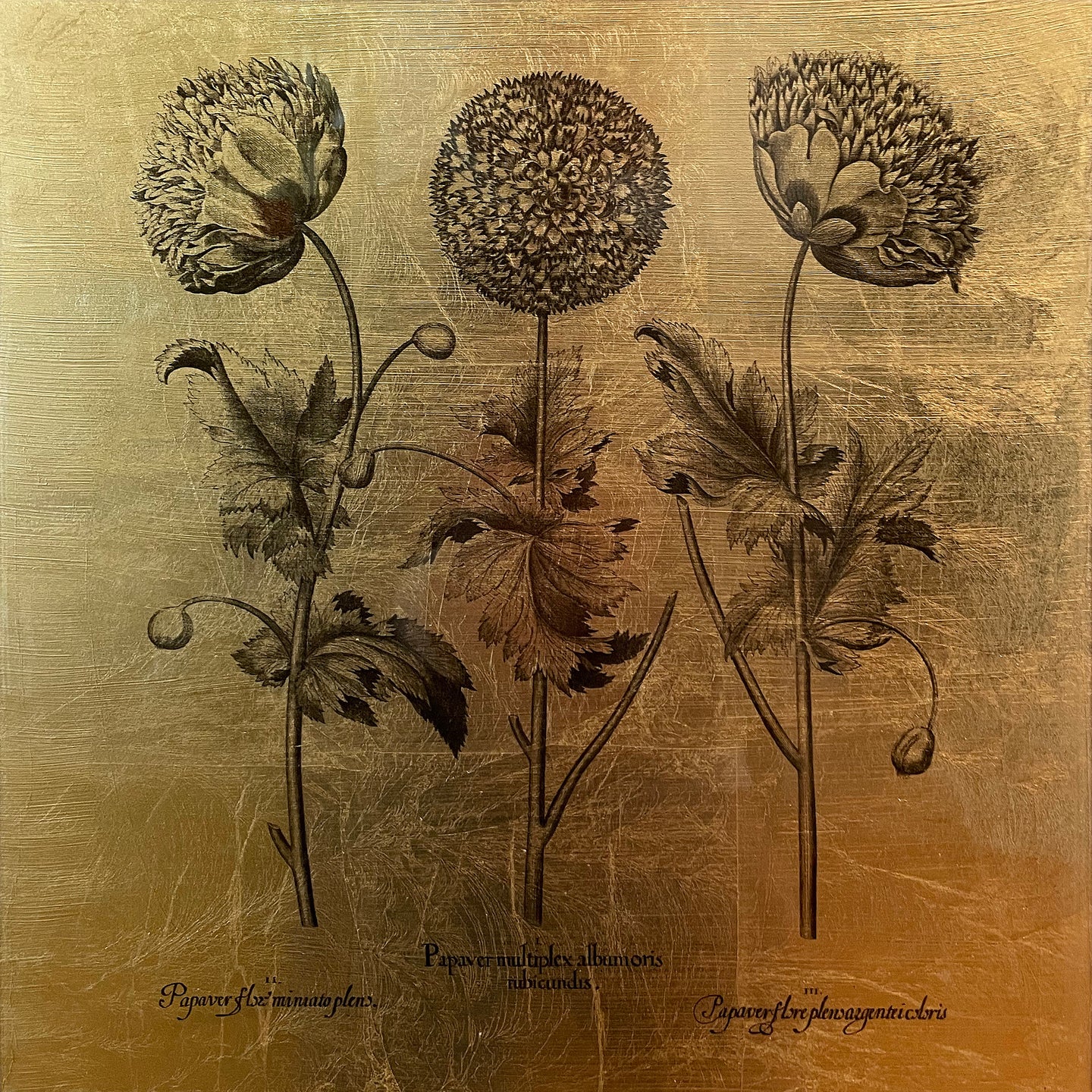 Hortus Eystettensis (05)