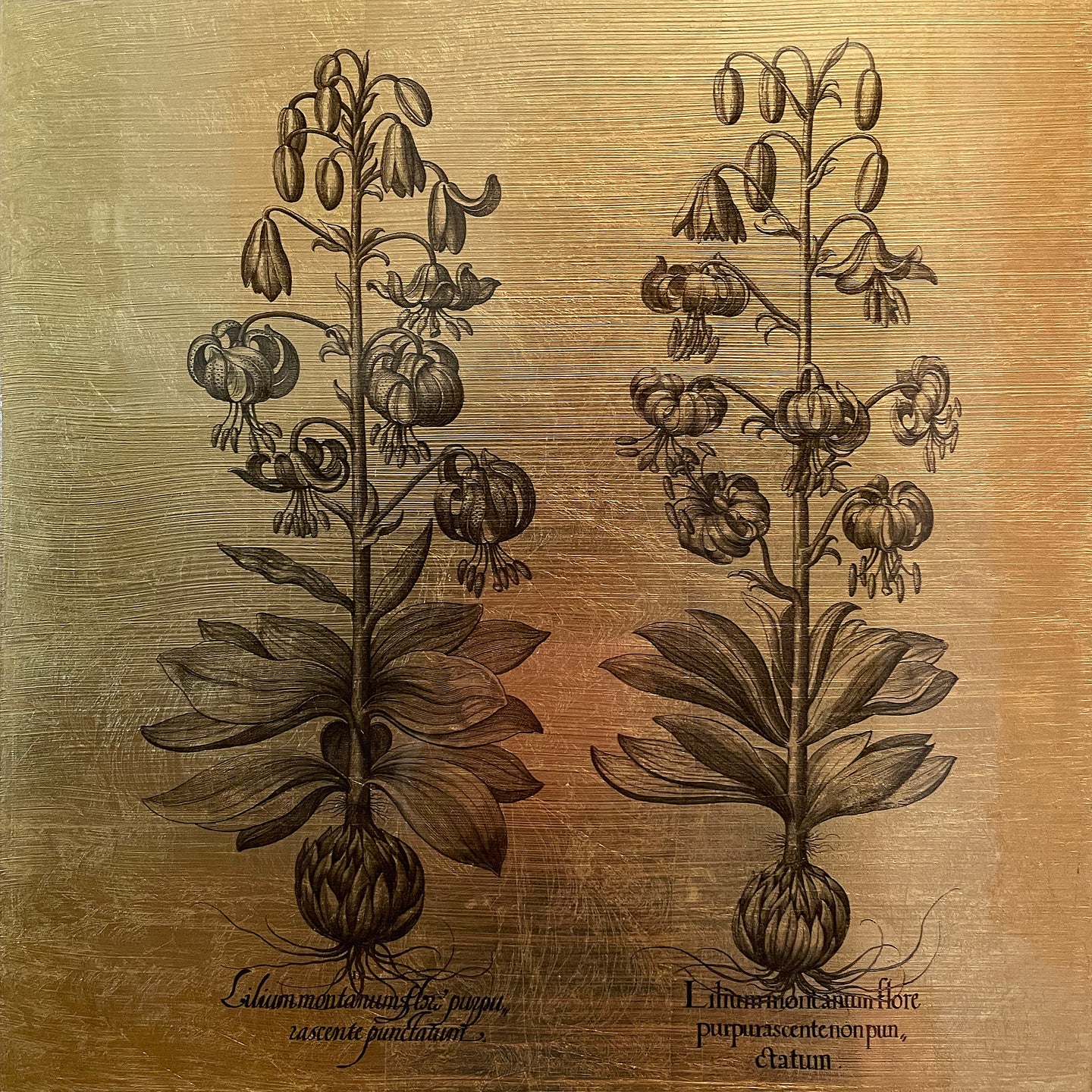 Hortus Eystettensis (06)