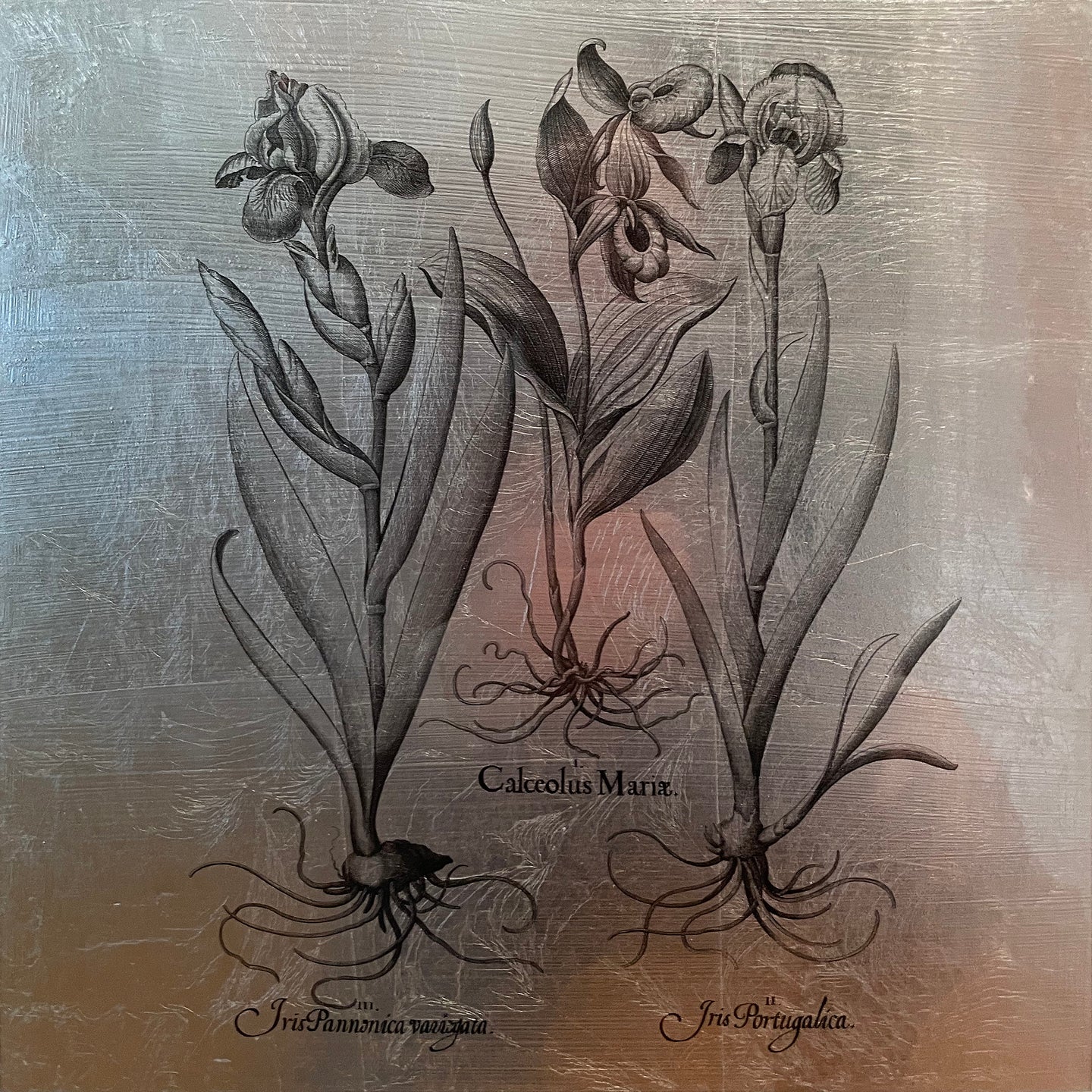 Hortus Eystettensis (07)