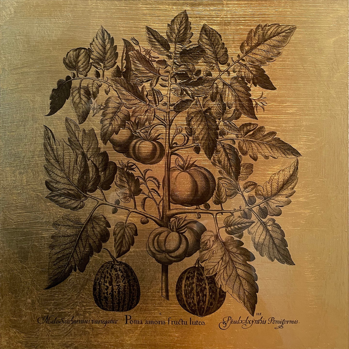 Hortus Eystettensis (08)