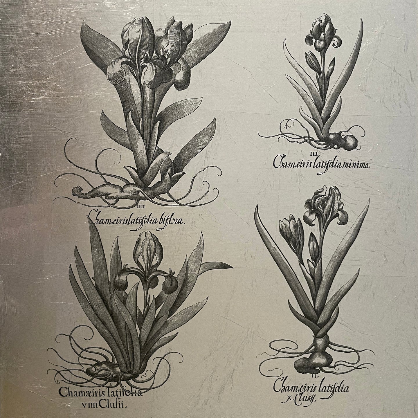 Hortus Eystettensis (04)