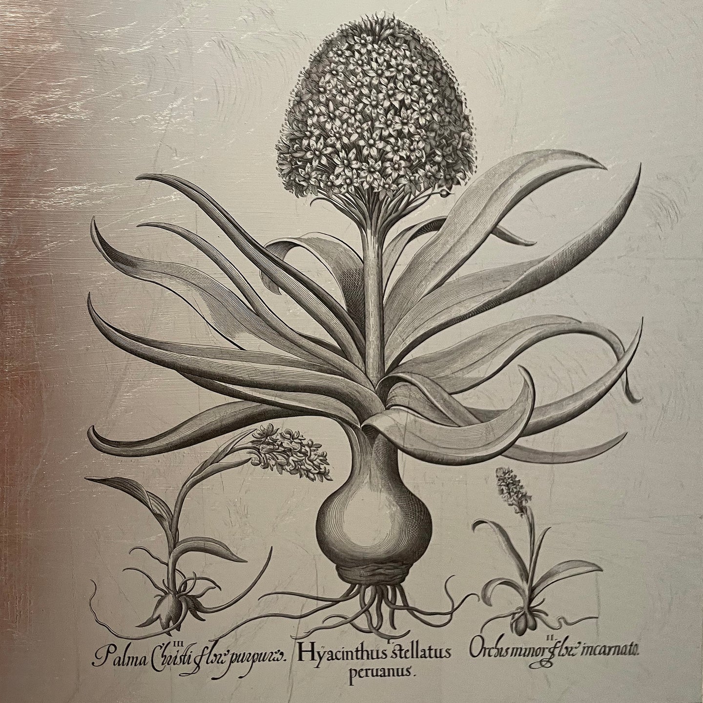 Hortus Eystettensis (09)