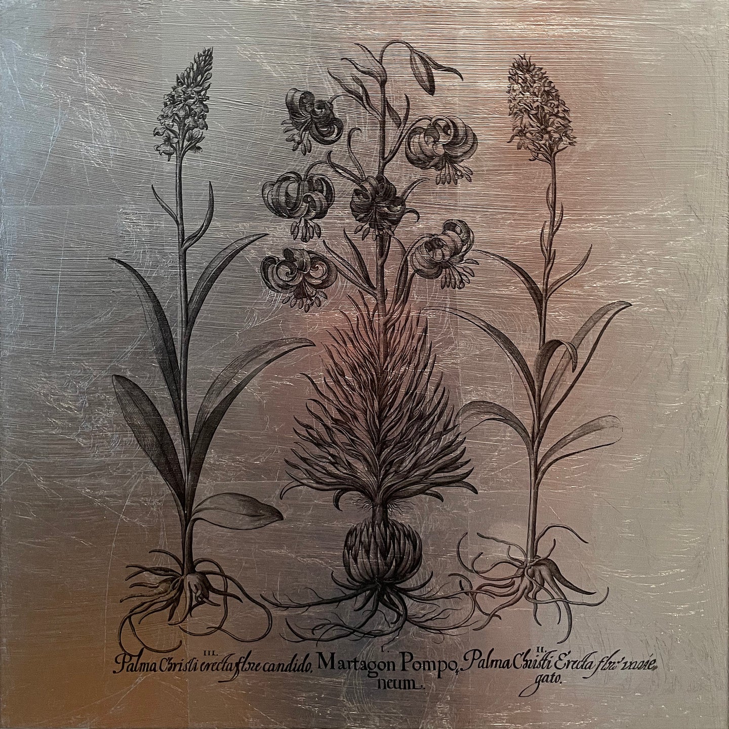 Hortus Eystettensis (10)