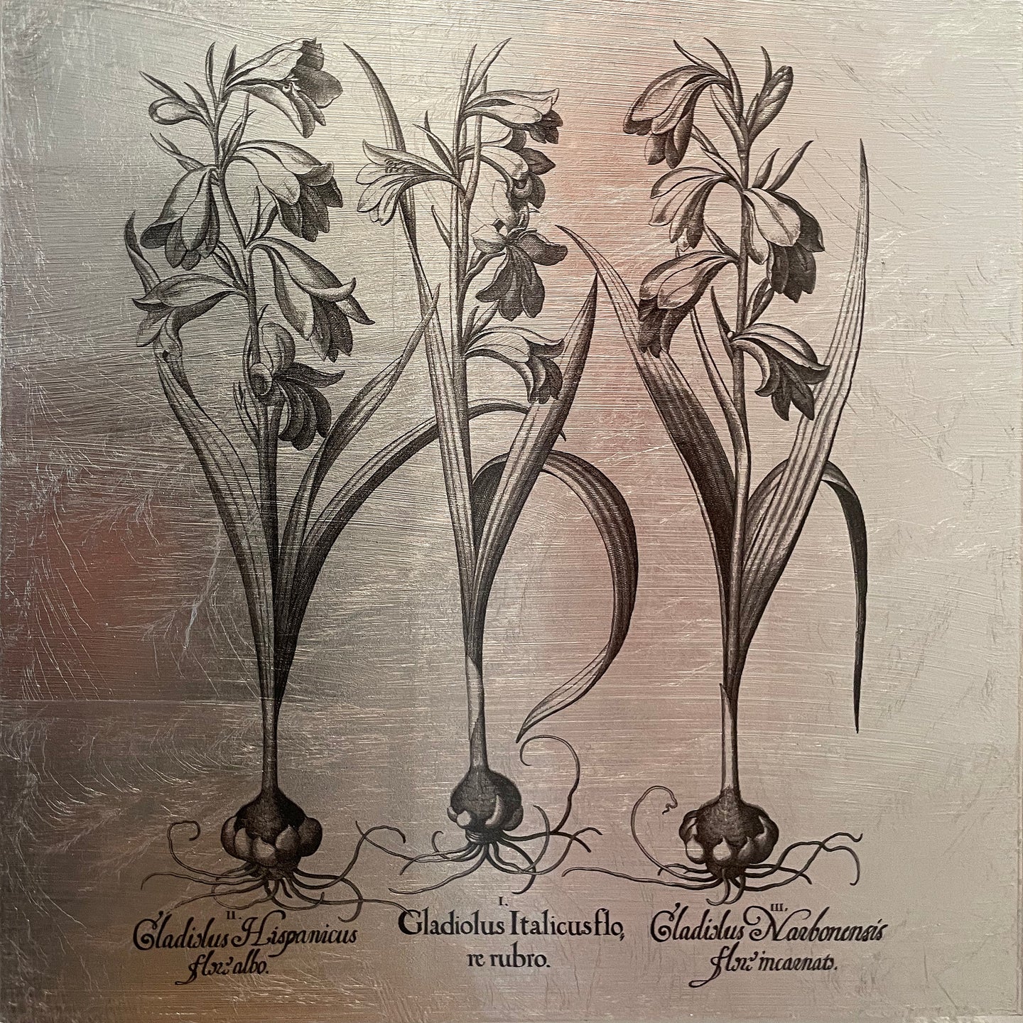 Hortus Eystettensis (11)