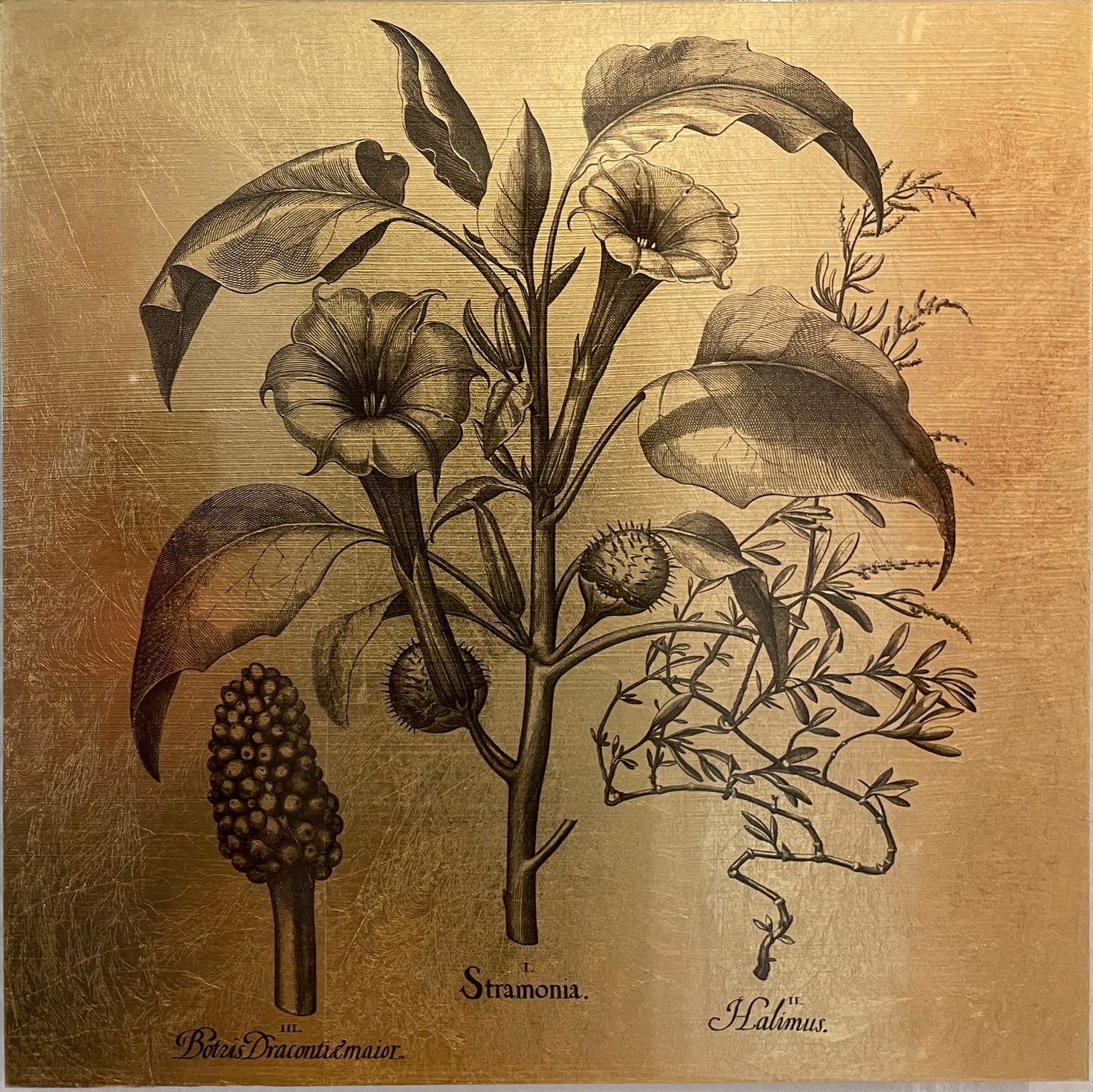 Hortus Eystettensis (12)