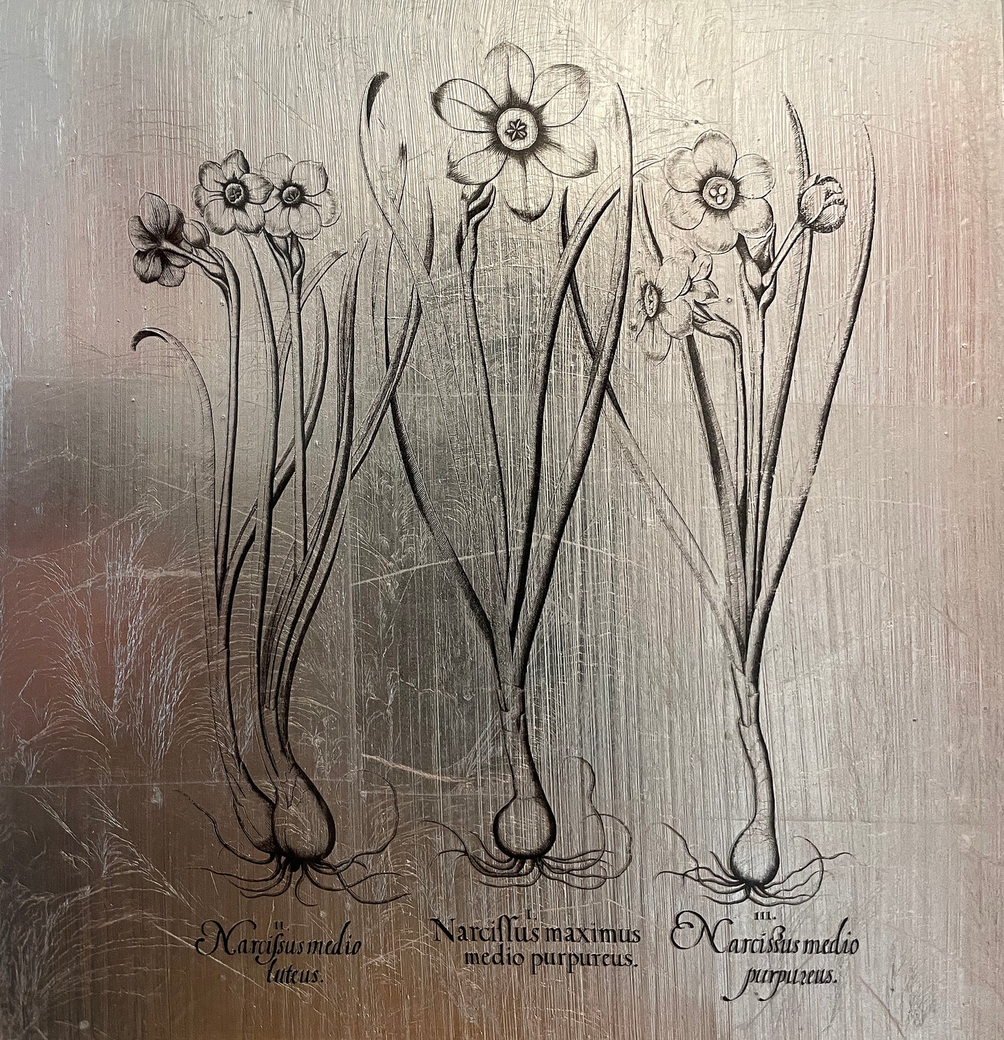 Hortus Eystettensis (13)