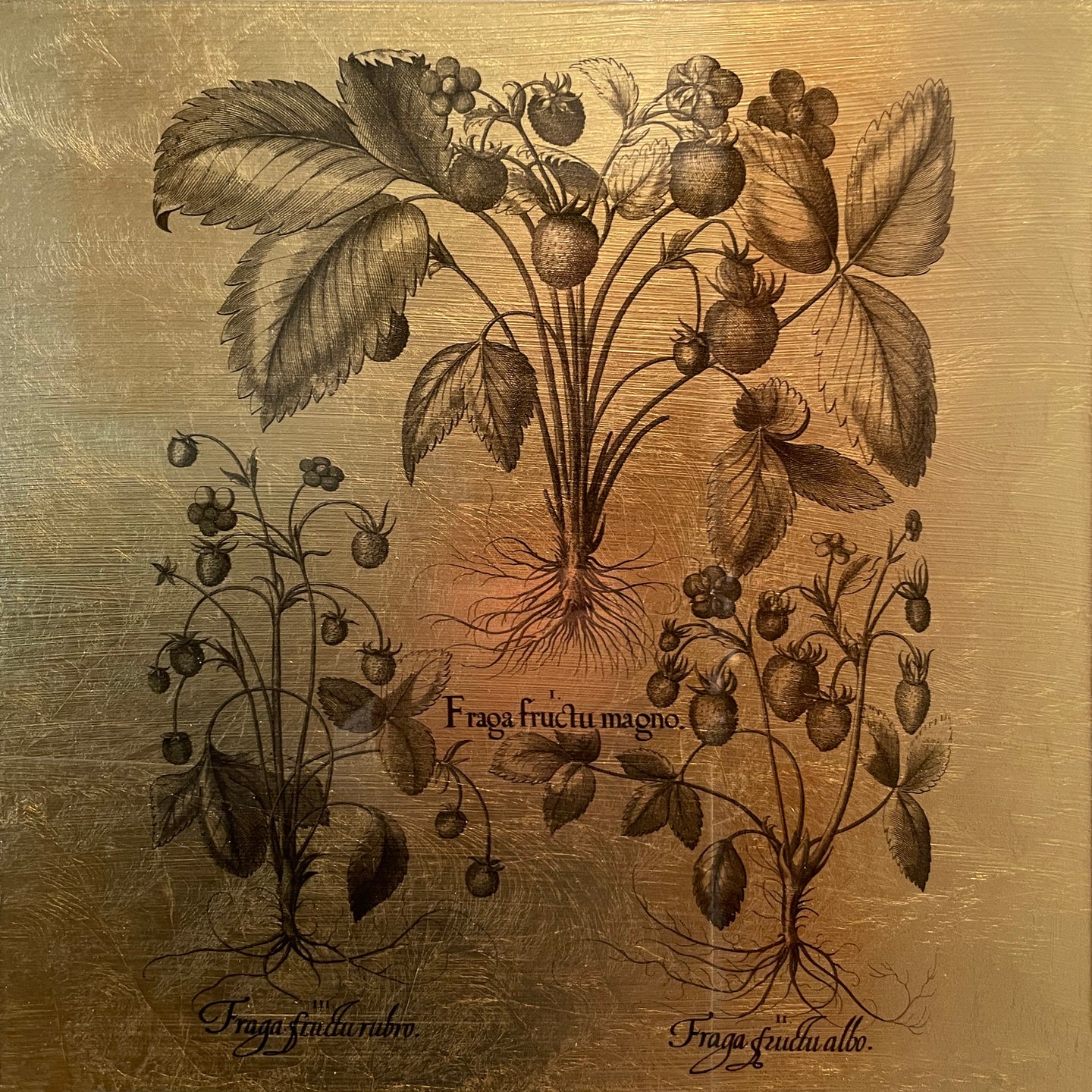 Hortus Eystettensis (14)