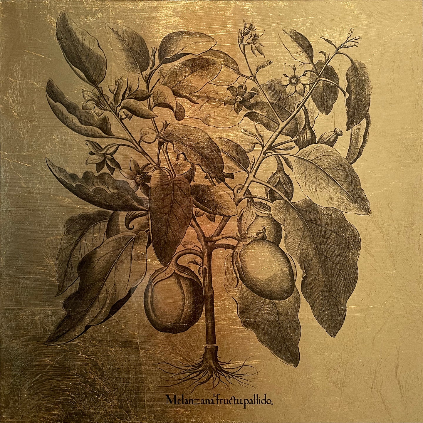 Hortus Eystettensis (15)