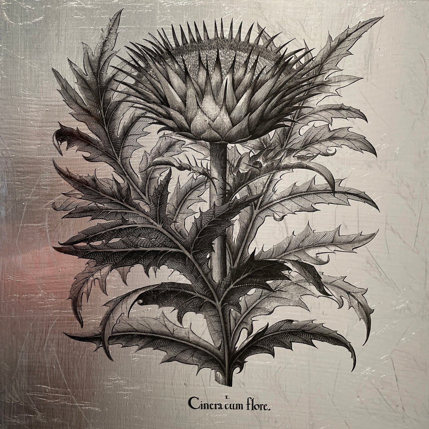 Hortus Eystettensis (17)