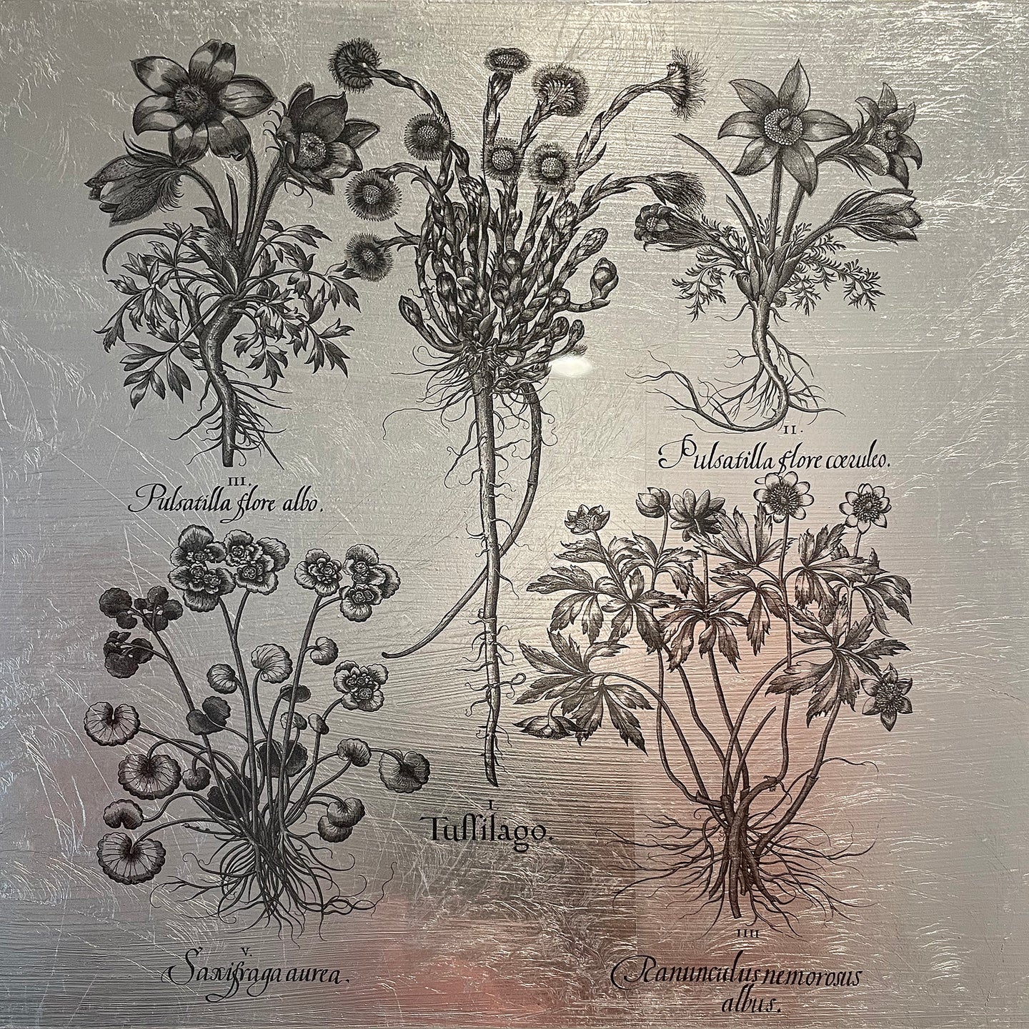 Hortus Eystettensis (19)