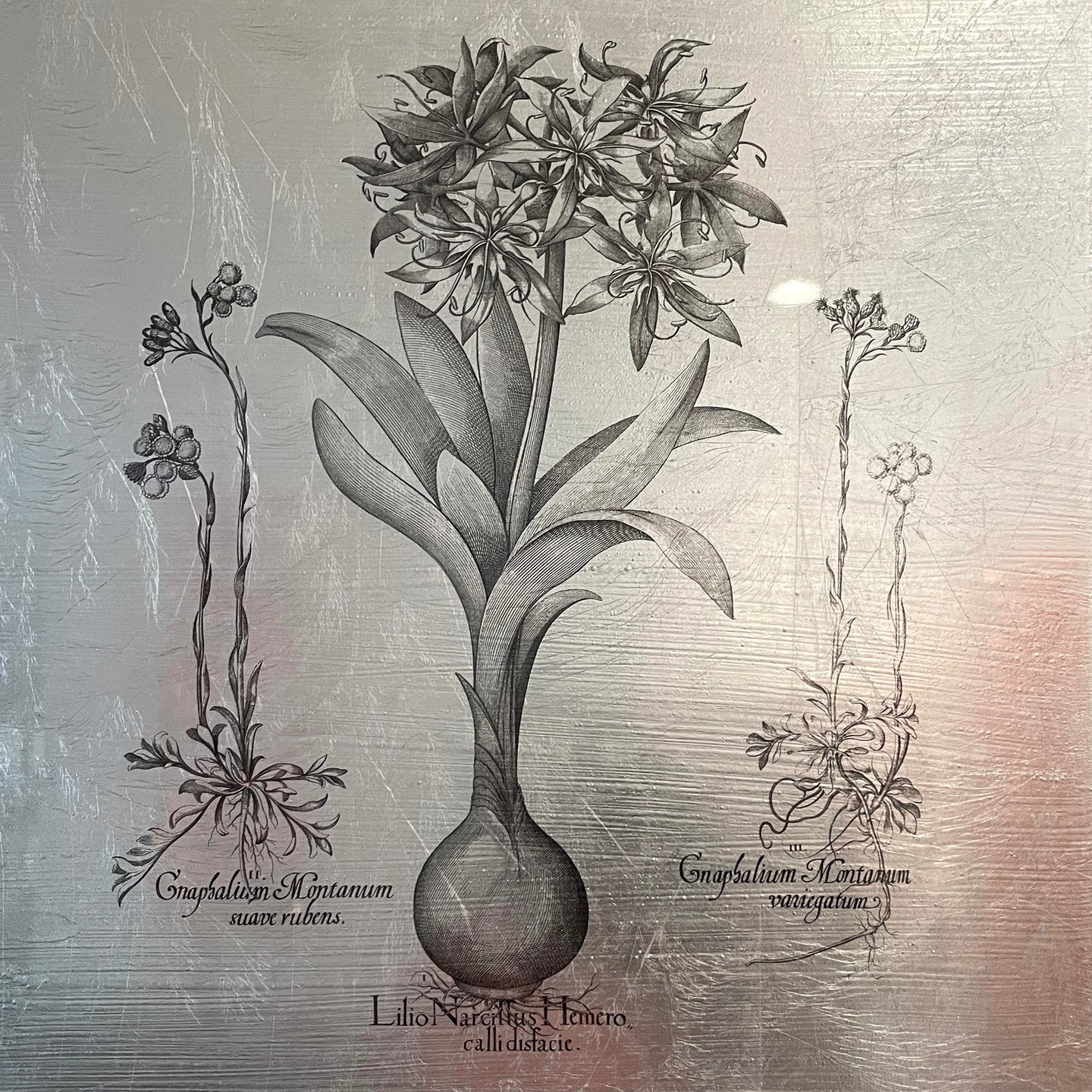 Hortus Eystettensis (16)