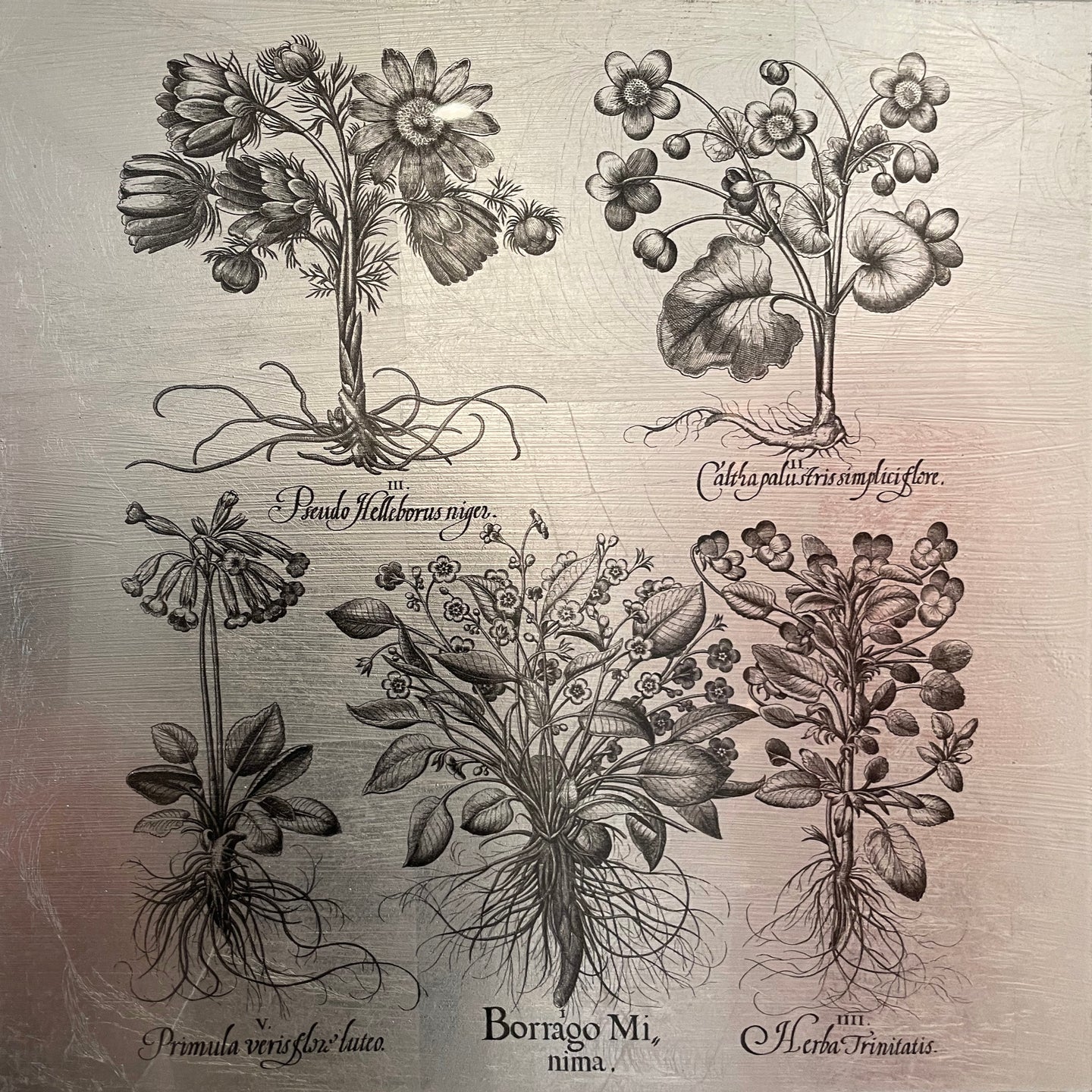 Hortus Eystettensis (25)