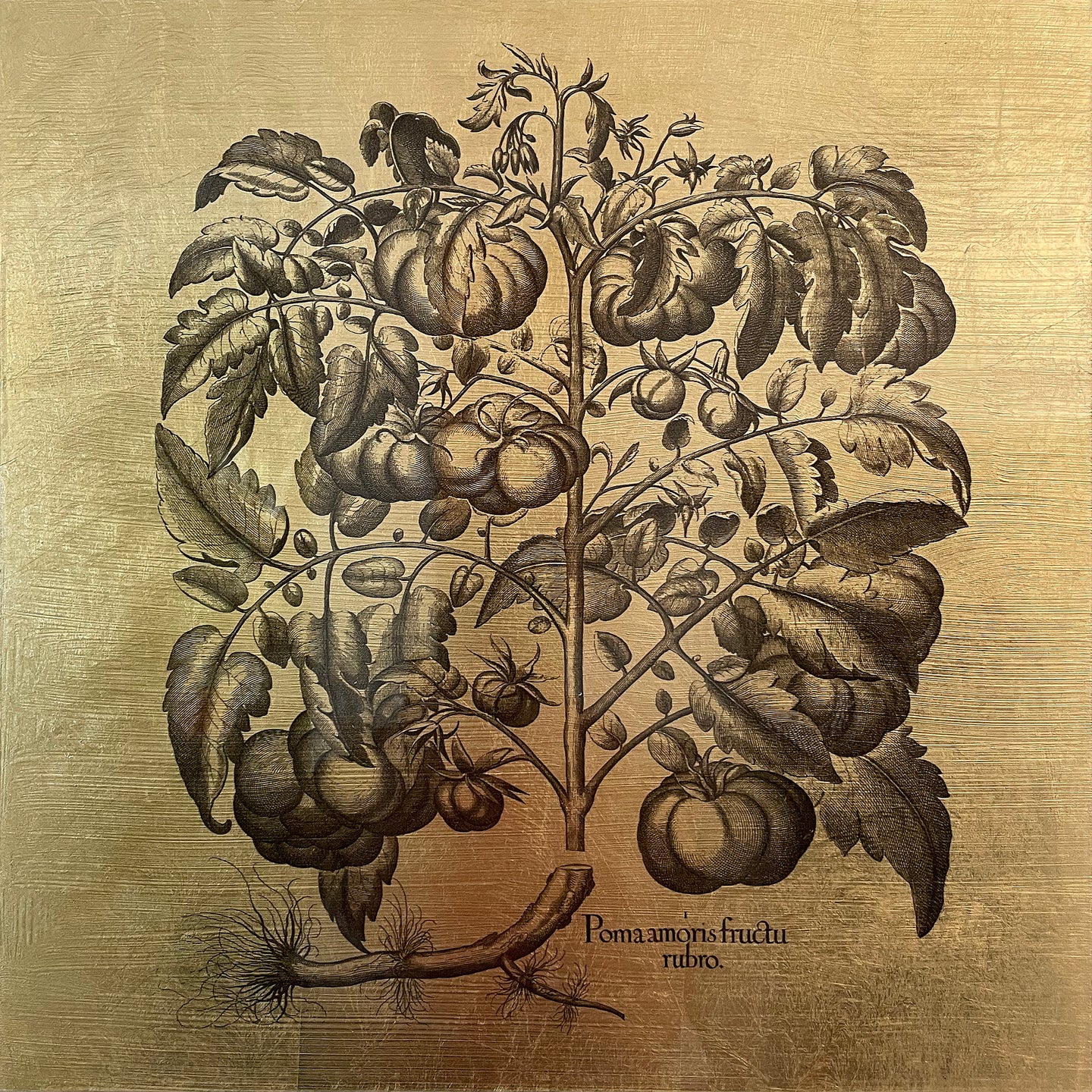 Hortus Eystettensis (21)