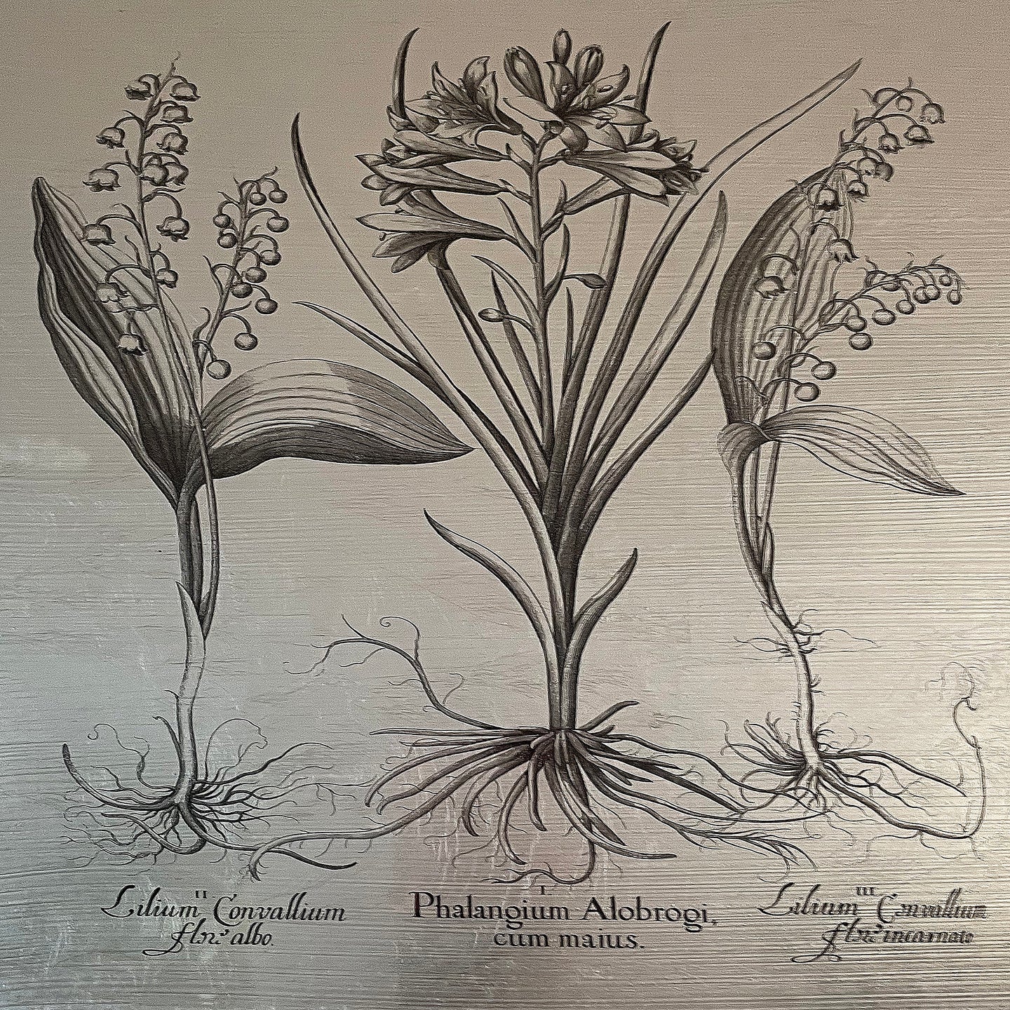 Hortus Eystettensis (20)