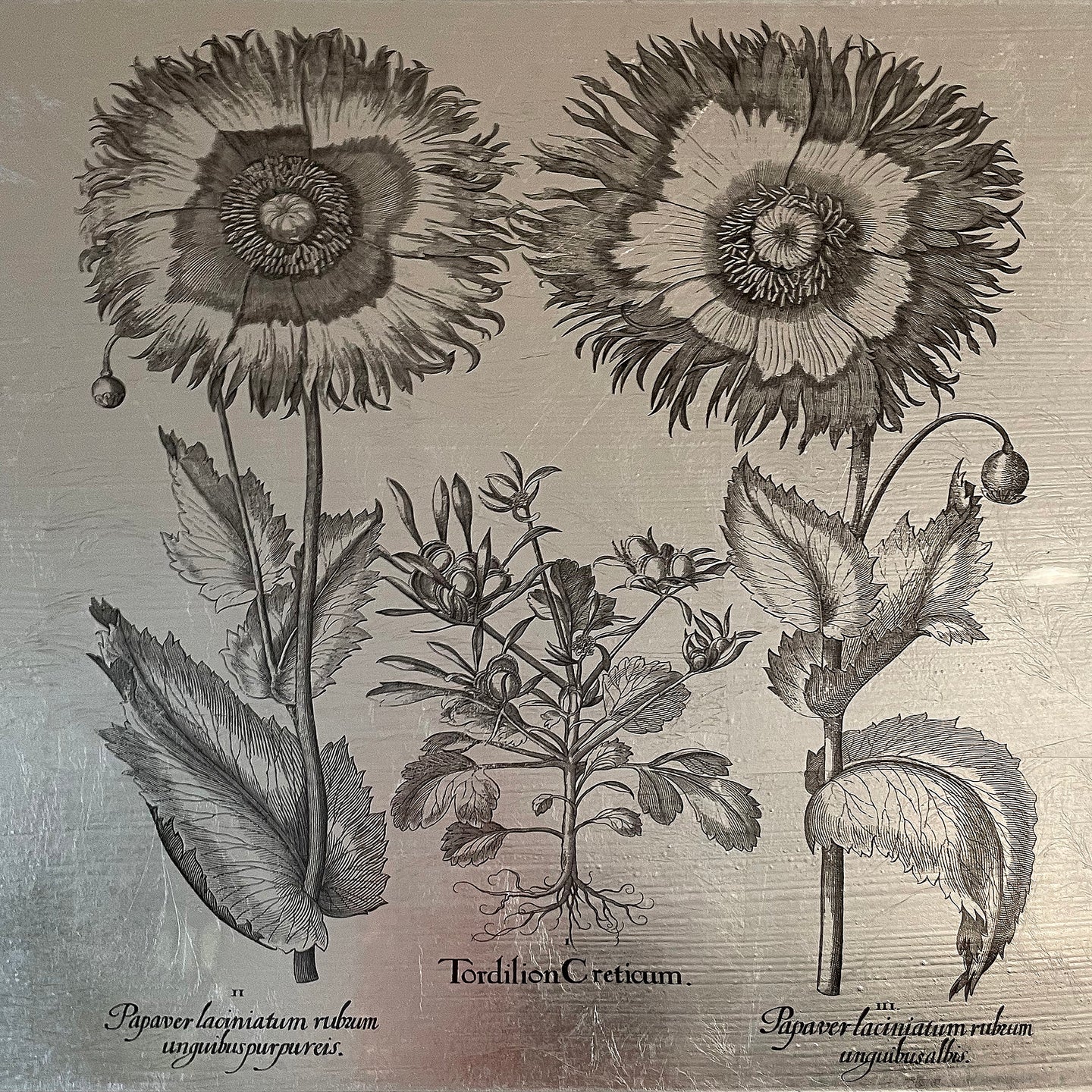 Hortus Eystettensis (22)