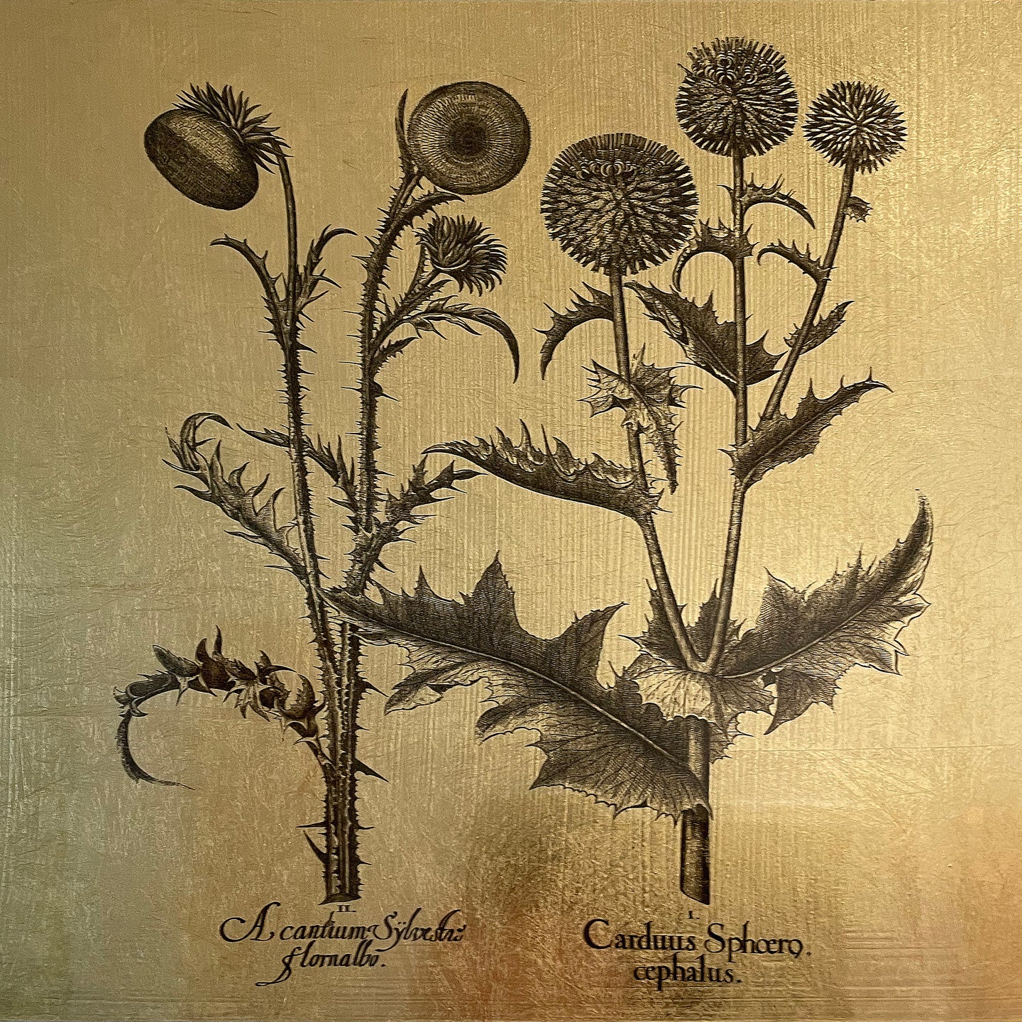 Hortus Eystettensis (23)