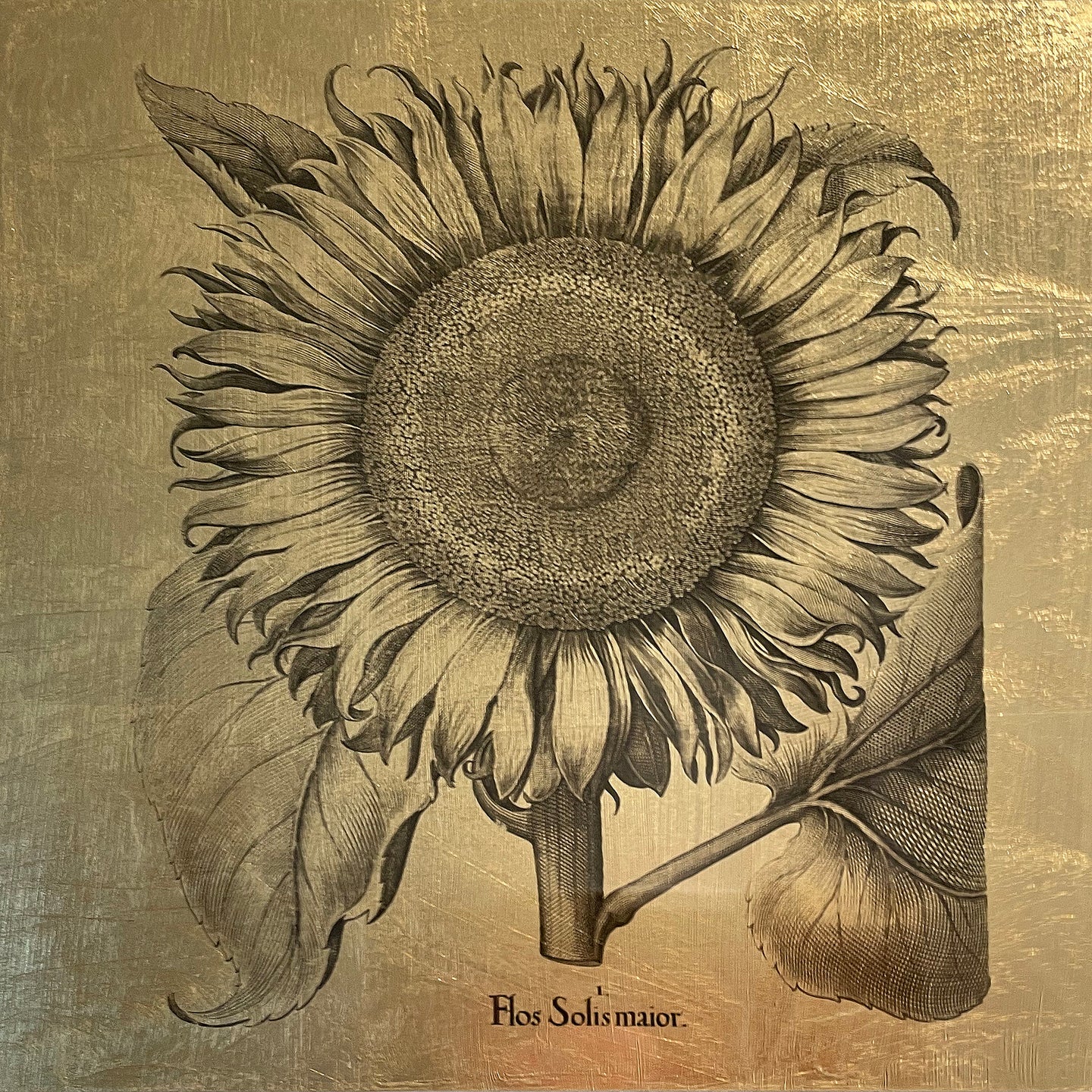 Hortus Eystettensis (18)