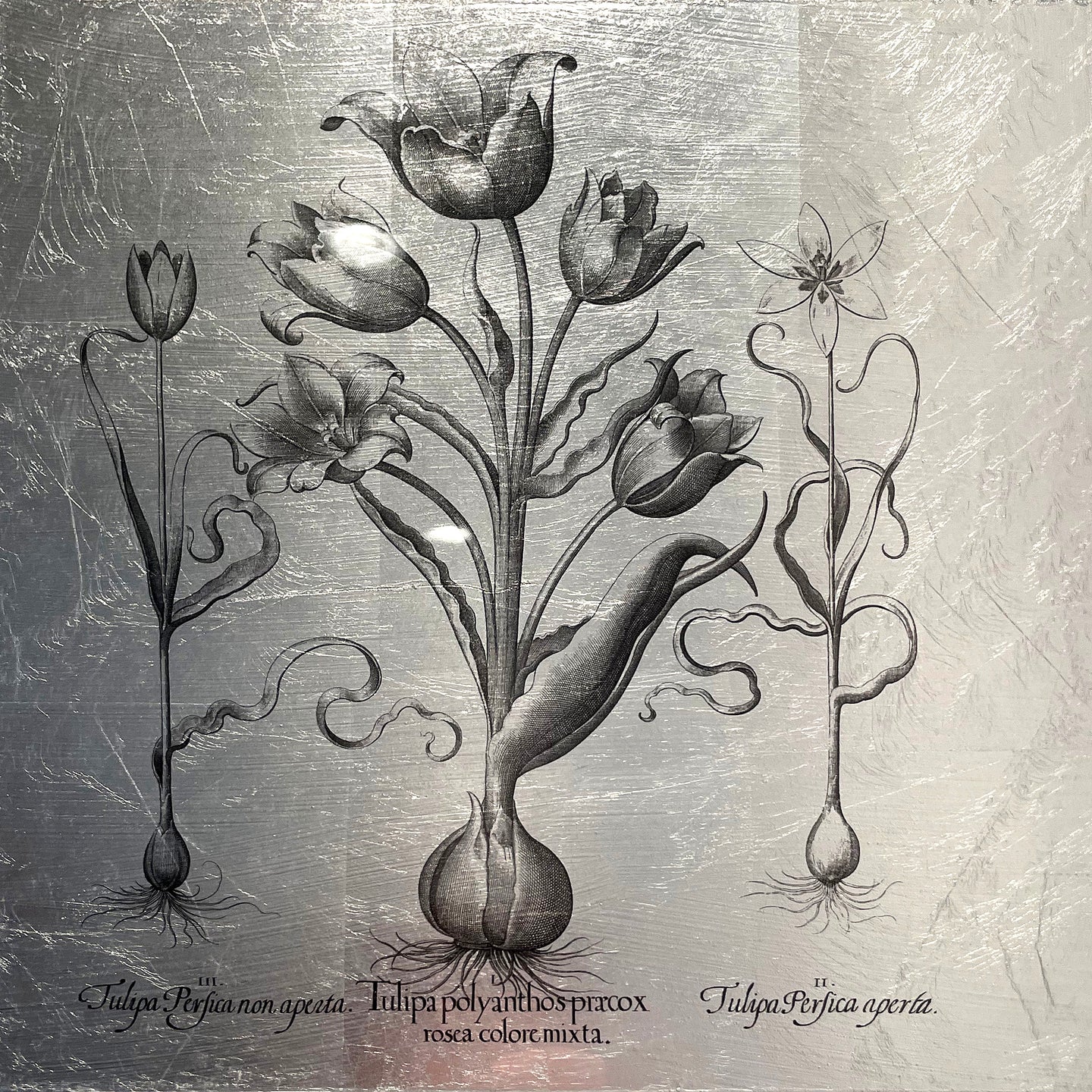 Hortus Eystettensis (24)